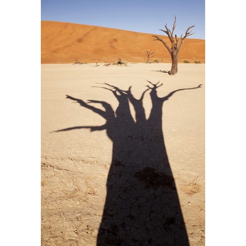 Namibia, Sossusvlei Dead tree casts shadow